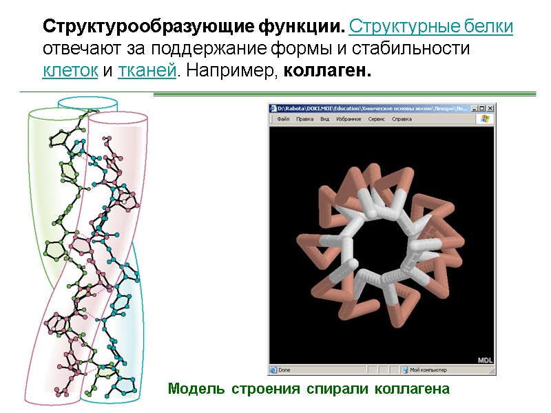 Модель строения спирали коллагена  Структурообразующие функции. Структурные белки отвечают за поддержание формы и